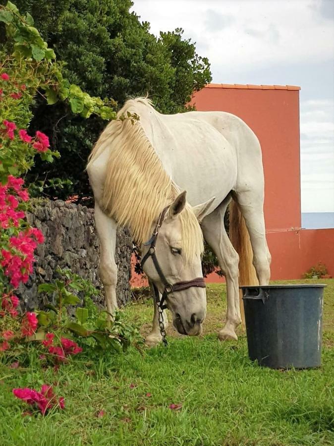 Quinta da Falésia - Casa Amarela Ponta Delgada - Açores Exterior foto